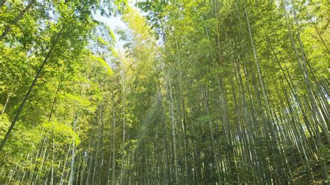 竹 樹木|竹と木は何が違うの？ タケの生理生態や種類とは